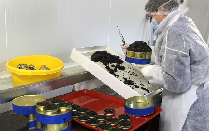 Dans le laboratoire de l'Esturgeonnière, au Teich, producteur du caviar Perlita.