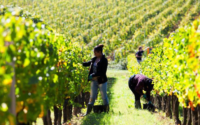 Ouvriers agricoles sur une exploitation de vin, à Bordeaux