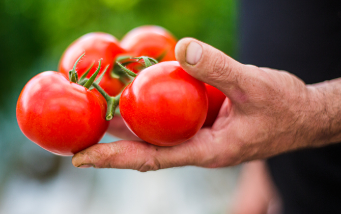 Le bio et les tomates pèsent près de 60 % de l'activité de la coopérative.