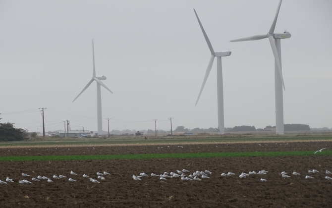Le site de production d'hydrogène de Lhyfe sera relié  à trois éoliennes du parc éolien situé sur le territoire de la commune de Bouin (Vendée).