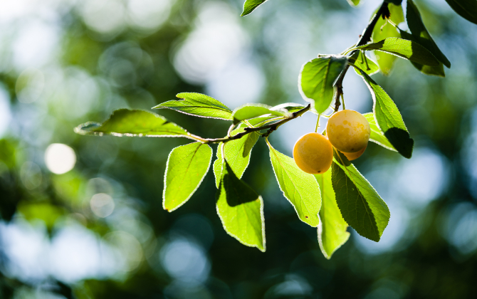 La mirabelle représente 80 % de l’activité de Végafruits, au sein de sa filière fruits.