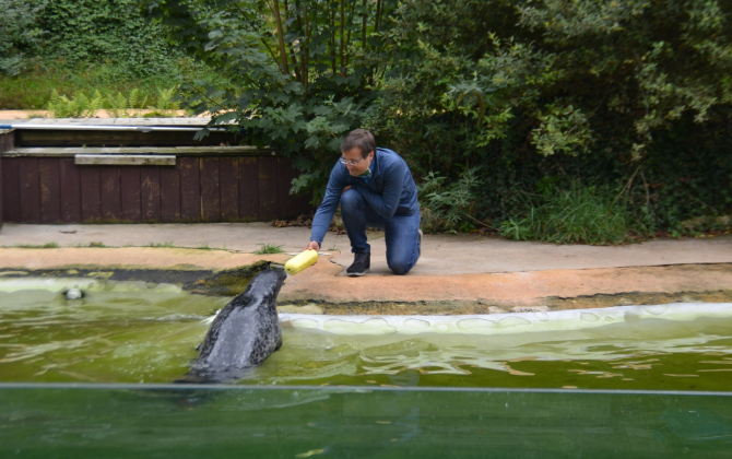 En reprenant l'ancien zoo de Pont-Scorff, Sébastien Musset ouvre une nouvelle voie à un parc animalier orienté vers la préservation des espèces et des animaux. 