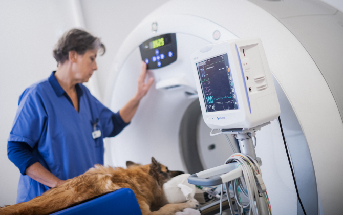 Passage à la radiographie pour ce chien au Centre hospitalier vétérinaire Atlantia, à Nantes.