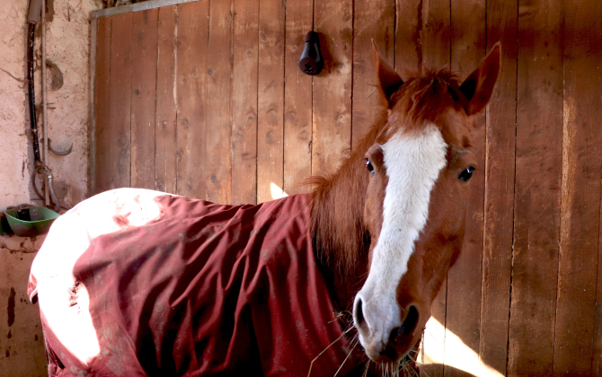 La caméra connectée Coho permet aux propriétaires et aux cavaliers de surveiller leur cheval 24 heures sur 24.