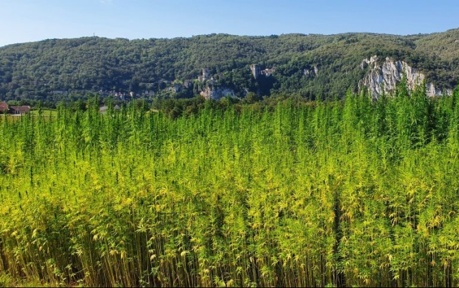 100 hectares de chanvre seront cultivés en Occitanie en 2022, sous la houlette de la coopérative VirgoCoop.