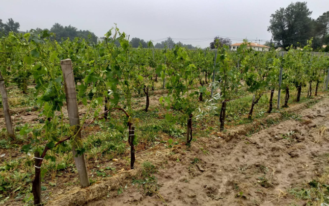 Les dégâts des derniers orages de grêle sur la vigne en Gironde sont estimés à 10 000 hectares.