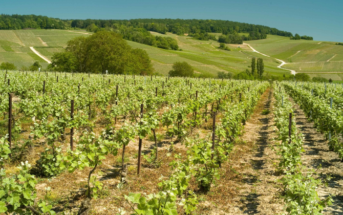 Dans l'Aisne, la Vallée de la Marne concentre 10 % de la production de champagne AOC, avec quelque 3 400 hectares de vignes et plus de 800 vignerons.