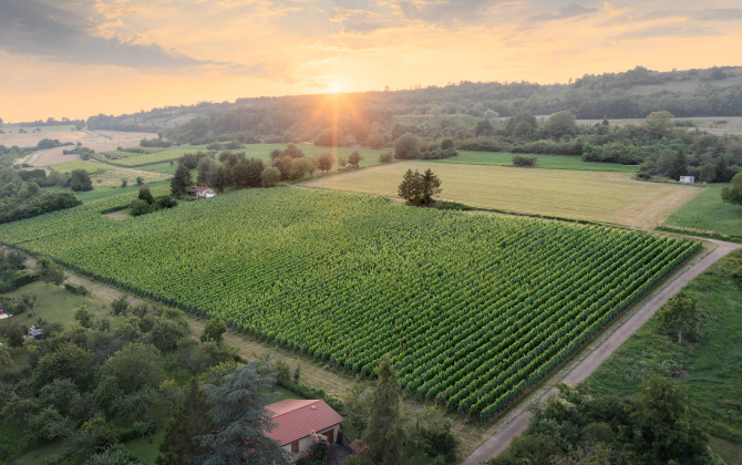 Le vignoble planté en Lorraine représente environ 250 hectares. Il s’agit du plus petit vignoble de France.