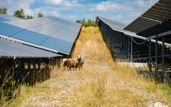 Selon JPee, la présence des panneaux solaires sur des terrains de pâturage entraîne une meilleure productivité de la parcelle sur l’année.