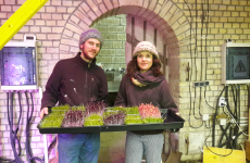Raphaël Maret et Anne-Laure Labrune cultivent leur récolte bio en intérieur. La production pousse sous lumière Led. En avril, des endives bio vont venir compléter le panel de cultures proposées au bunker comestible. 