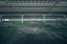 L’entreprise France Ginseng installe des panneaux solaires pour produire de l’électricité et surtout, faire de l’ombre à ses plantations de ginseng. 