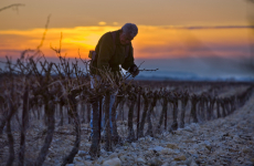 Dans le seul Beaujolais, près de 3000 exploitations vivent ainsi de la vigne. Dans la Vallée du Rhône, on en dénombre presque 6000… 