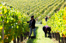 Ouvriers agricoles sur une exploitation de vin, à Bordeaux