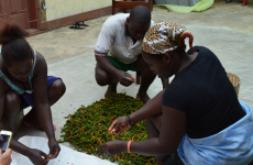 Travailleurs d'une coopérative de poivre bio à São Tomé-et-Príncipe