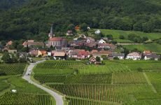 Ces dernières années, les vins d'Alsace enregistrent des résultats commerciaux en demi-teinte. Ils perdent notamment du terrain à l'international.
