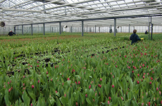 Bigot Fleurs produit chaque année 35 millions de tulipes et 3 millions de brins de muguet en Sarthe, ainsi que 80 millions de roses depuis ses plantations du Kenya. 