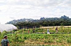 Les carrés maraîchers d’Edenn permettent à une cinquantaine de familles des quartiers nord de Toulouse de bénéficier d’une alimentation saine et durable.