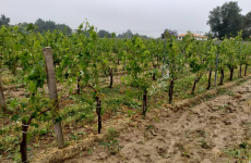 Les dégâts des derniers orages de grêle sur la vigne en Gironde sont estimés à 10 000 hectares.