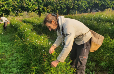 Grâce au soutien de la SCIC Terre Adonis, Anne et Maurin Pisani se sont lancés dans la production de fleurs de jasmin, à Grasse.