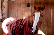 La caméra connectée Coho permet aux propriétaires et aux cavaliers de surveiller leur cheval 24 heures sur 24.