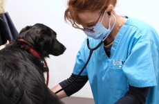 Le réseau vétérinaire Univet comptera, à la fin de l’année 2022, 150 cliniques et cabinets.