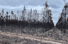 Les incendies en Gironde ont sévi cet été, ravageant 30 000 hectares de forêt.