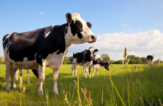 Première coopérative laitière française, Sodiaal arrêtera l’activité de sa laiterie de Campbon, en Loire-Atlantique, au printemps 2023.