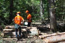 Les activités de gestion et d'exploitation forestière connaissent un fort développement depuis deux ans en Auvergne Rhône-Alpes. Ce sont aussi les métiers les plus en tension de la filière bois.