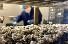 Basé à Poilley, Lou Légumes produit des champignons frais pour la grande distribution et les réseaux spécialisés.