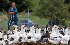 Le chiffre d’affaires global de la filière IGP Canard à foie gras du Sud-Ouest est estimé à 1 313 milliards d’euros, selon la valorisation d’un canard évalué à 70 euros par l’interprofession.