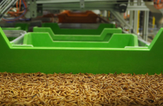 Ynsect produit dans la Somme des vers de farine pour l’alimentation animale et bientôt, humaine.