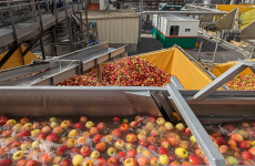 L’usine de Materne France, dans l’Aisne, réceptionne 300 tonnes de pommes par jour pour produire ses compotes en gourdes ou en coupelles.