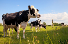 La collecte de lait de vache continue de baisser de 7 % par an.