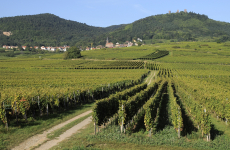 La future entité entre Bestheim et Wolfberger regrouperait 625 adhérents pour 2 650 hectares de vignes.