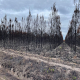 Les incendies en Gironde ont sévi cet été, ravageant 30 000 hectares de forêt.