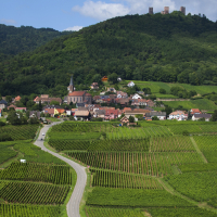 Ces dernières années, les vins d'Alsace enregistrent des résultats commerciaux en demi-teinte. Ils perdent notamment du terrain à l'international.
