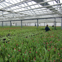 Bigot Fleurs produit chaque année 35 millions de tulipes et 3 millions de brins de muguet en Sarthe, ainsi que 80 millions de roses depuis ses plantations du Kenya. 