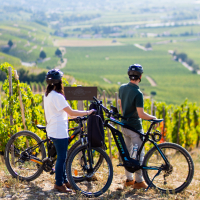 Visite des vignes en vélo