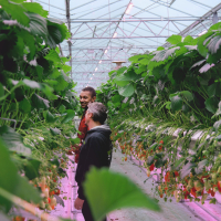 RED Horticulture vise le marché néerlandais pour déployer massivement ses solutions d’éclairages LED. Les Pays-Bas détiennent la plus grande surface de serres climatiques contrôlées en Europe.