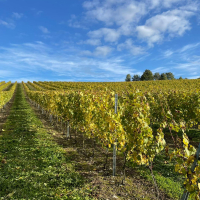 Agriculteur céréalier, basé à Terramesnil (Somme), Maximilien de Wazières a parié sur la culture de la vigne plus tôt que d’autres. Son vignoble, La Cour de Bérénice, commercialise désormais un vin régional.