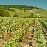 Dans l'Aisne, la Vallée de la Marne concentre 10 % de la production de champagne AOC, avec quelque 3 400 hectares de vignes et plus de 800 vignerons.