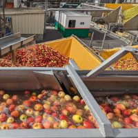 L’usine de Materne France, dans l’Aisne, réceptionne 300 tonnes de pommes par jour pour produire ses compotes en gourdes ou en coupelles.